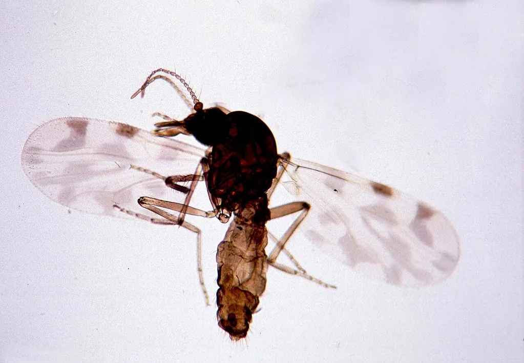 African Biting Midge